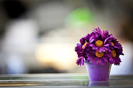 purple petaled flowers, flower, pot, purple, petals, HD wallpaper HD wallpaper