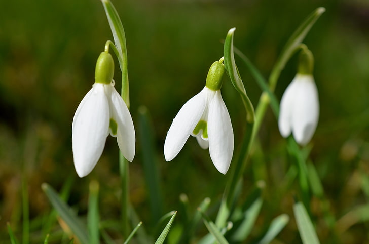 two white flowers, snowdrops, flowers, spring, HD wallpaper