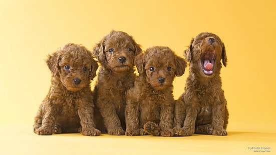 Filhotes De Cachorro Poodle Toy, Cães, HD papel de parede HD wallpaper