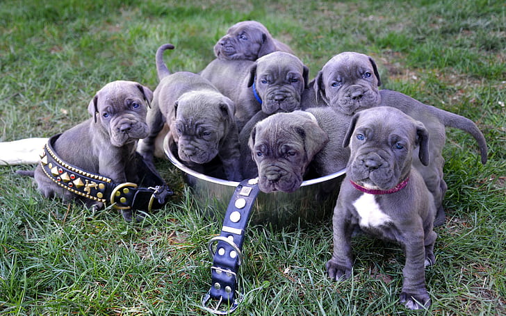 ナポリタン・マスティフ、子犬、ナポリタン・マスティフ、子犬、犬、最高、ダウンロード、 HDデスクトップの壁紙