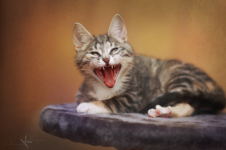 bocejo cinza gato tigrado na fotografia de foco, gato, animais, gatos, gatinho, fofo, buceta, boceja, bebê, engraçado, selos, HD papel de parede