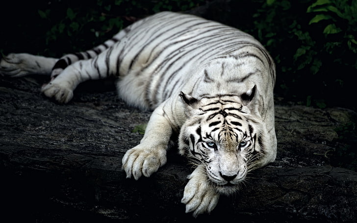 Tired Tiger, white and black tiger, Animals, Tiger, sad, tired, HD wallpaper
