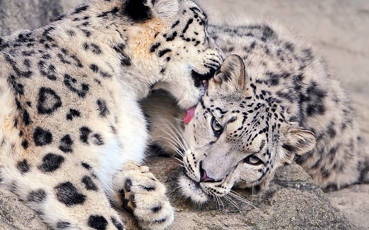 Snow Leopards Love, two tigers, Animals, Leopard, love, HD wallpaper