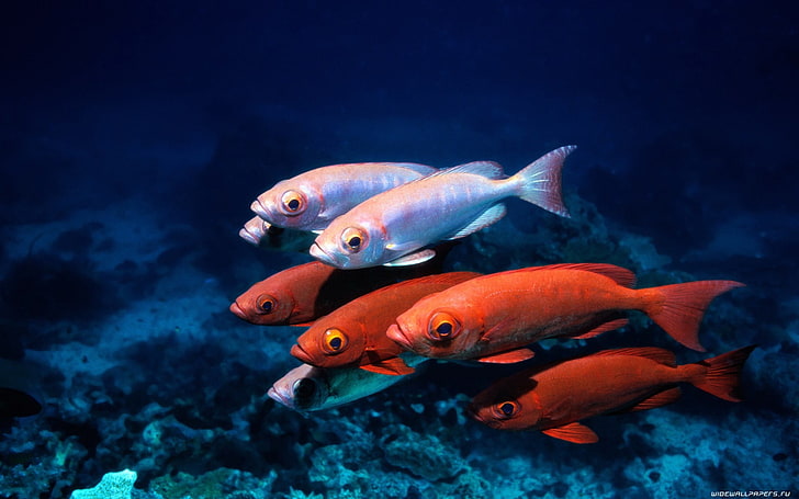 четыре красных и три белых домашних рыбы, рыба, море, под водой, природа, синий, HD обои