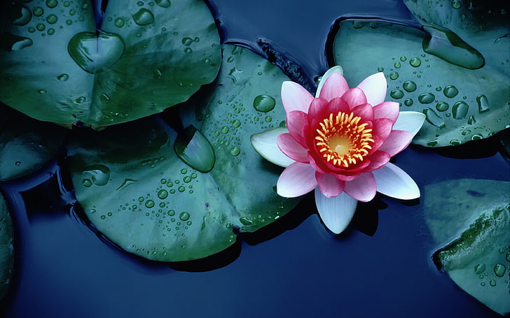 Pink Lotus-grüne Blätter mit Wassertropfen-Wallpaper für Desktop-3840 × 2400, HD-Hintergrundbild