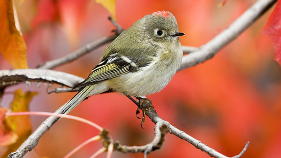 นกบนกิ่งไม้ในธรรมชาติสาขาจะงอยปากนกธรรมชาติ, วอลล์เปเปอร์ HD HD wallpaper