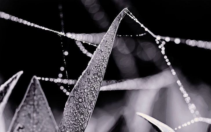 macro of water droplets photography, macro, monochrome, nature, bokeh, HD wallpaper
