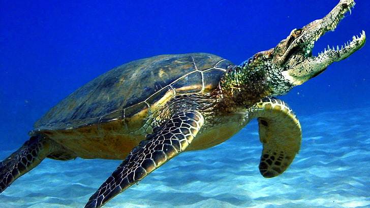 funny, sea turtle, turtle, loggerhead, leatherback turtle, water, sea, eel, dolphinfish, ocean, summer, HD wallpaper