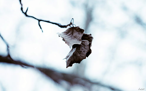 pianta foglia secca, fotografia ravvicinata di foglia marrone, natura, foglie, caduta, macro, profondità di campo, Sfondo HD HD wallpaper