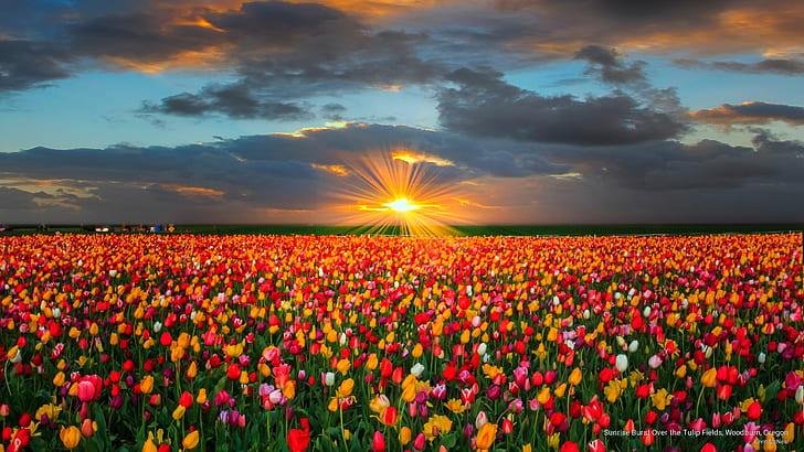 Восход солнца над полями тюльпанов, Вудберн, Орегон, Цветы / Сады, HD обои