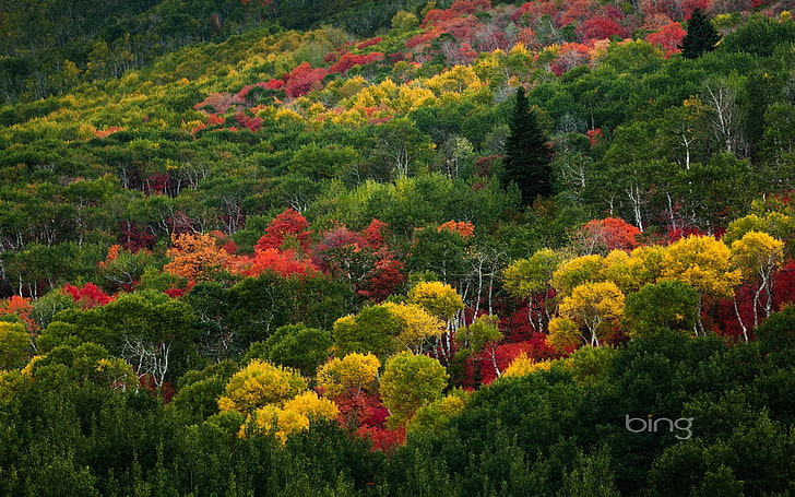 Fitta foresta-ottobre 2013 Bing wallpaper, giallo, rosso e verde foglie alberi, Sfondo HD