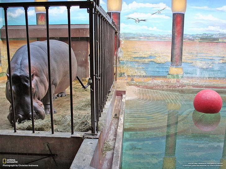 hippos, cages, animals, HD wallpaper
