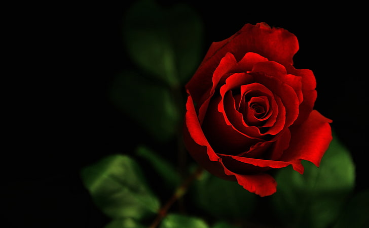 ROSE, red rose wallpaper, Nature, Flowers, Dark, Beautiful, Rose, red rose, HD wallpaper