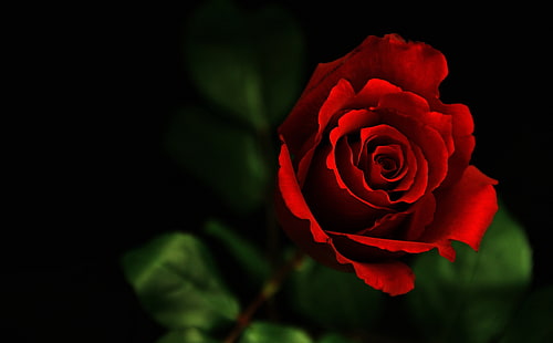روز ، وردة حمراء وورق حائط ، طبيعة ، زهور ، داكنة ، جميلة ، وردة ، وردة حمراء، خلفية HD HD wallpaper