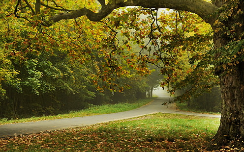 Есен, дървета, парк, път, листа, есен, дървета, парк, път, листа, HD тапет HD wallpaper