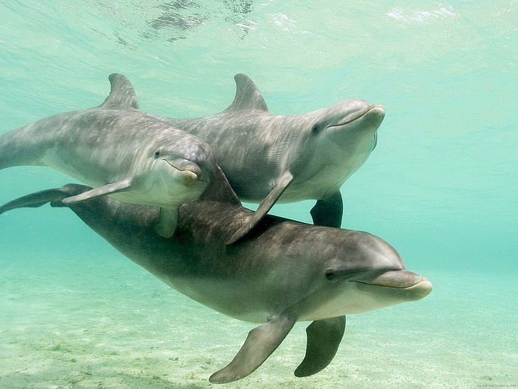 Familia de delfines, 3 delfines grises, animal, delfín, agua, mar, amor, Fondo de pantalla HD