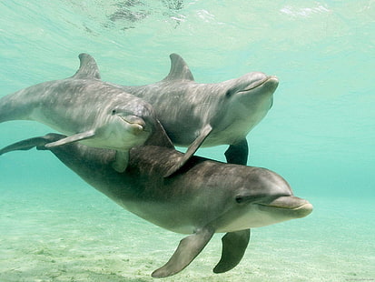 Famiglia di delfini, 3 delfini grigi, animali, delfini, acqua, mare, amore, Sfondo HD HD wallpaper