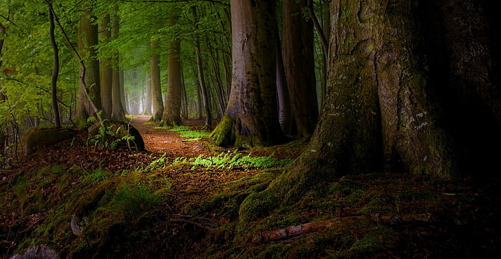 tapeta z zielonymi liśćmi, natura, krajobraz, mech, las, ścieżka, liście, korzenie, mgła, światło słoneczne, drzewa, Tapety HD