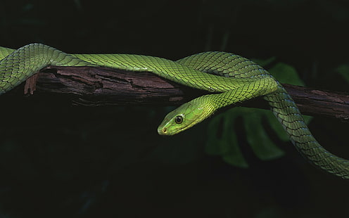 животные, змея, природа, рептилии, HD обои HD wallpaper