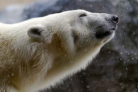동물, 북극곰, HD 배경 화면 HD wallpaper
