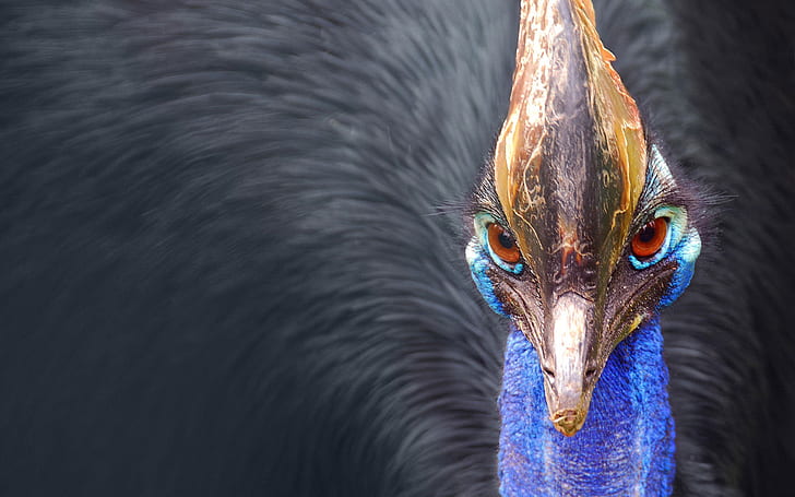 peacock, bird, beak, feathers, HD wallpaper