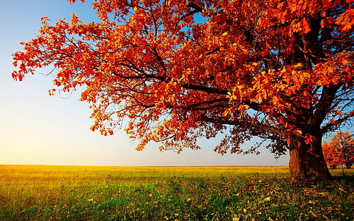 Autumn Tree Landscape Gambar, pohon, musim gugur, gambar, pemandangan, pohon, Wallpaper HD HD wallpaper