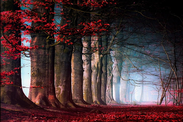 красные листья деревьев цифровые обои, природа, пейзаж, сказка, деревья, листья, туман, путь, красный, синий, дневной свет, осень, HD обои