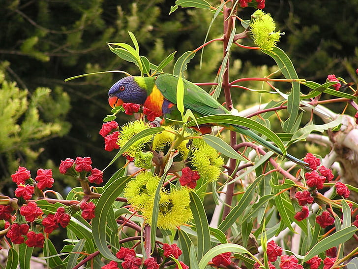 Lorikeet i blommande tuggummi, blommande tuggummiträd, australien, papegoja, fågel, regnbågslorikeet, djur, HD tapet