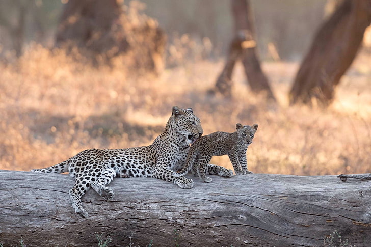 леопард, Африка, бревно, детеныш, котенок, боке, Замбия, Национальный парк Нижняя Замбези, HD обои