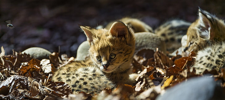 brown-and-black felines, cat, leaves, baby, cub, kitty, Serval, ©Tambako The Jaguar, HD wallpaper