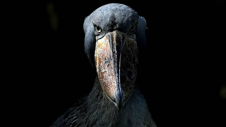 black and brown long-beaked bird, beak, feathers, bird, eyes, HD wallpaper