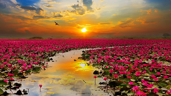 لوتس الزهور الحمراء غروب الشمس أشعة الشمس البحر الأحمر في مقاطعة أودون ثاني في الجزء الشمالي الشرقي من تايلاند خلفية HD 3840 × 2160، خلفية HD HD wallpaper