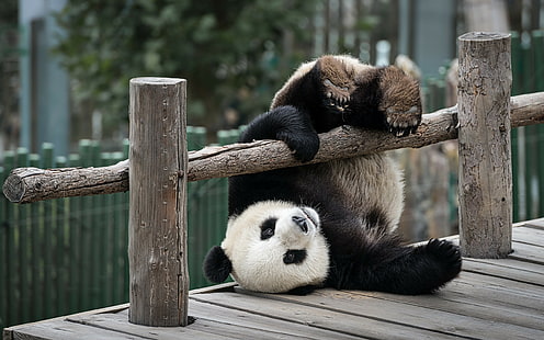 Oso panda jugando, panda blanco y negro, panda, oso, jugando, Amazing Animals, s, Fondo de pantalla HD HD wallpaper