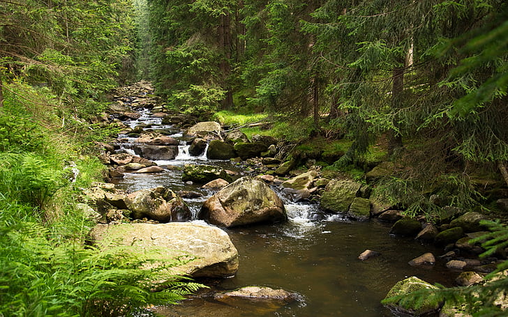Stream Forest Trees Rocks Stones HD, nature, trees, forest, rocks, stones, stream, HD wallpaper