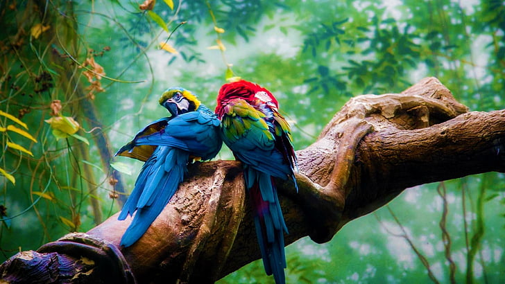 macaw, burung, nuri, pohon, hutan, Wallpaper HD
