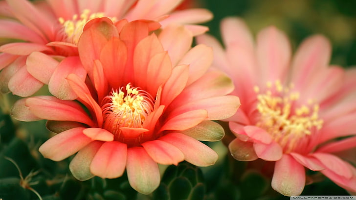 ดอกไม้ดอกไม้สีชมพูพืช, วอลล์เปเปอร์ HD