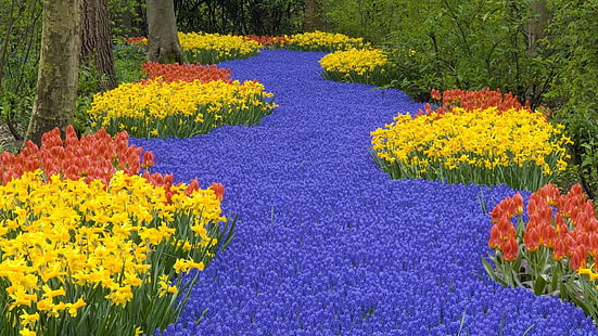 flores amarelas e vermelhas, narcisos, tulipas, muscari, primavera, estrada, árvores, parque, HD papel de parede HD wallpaper