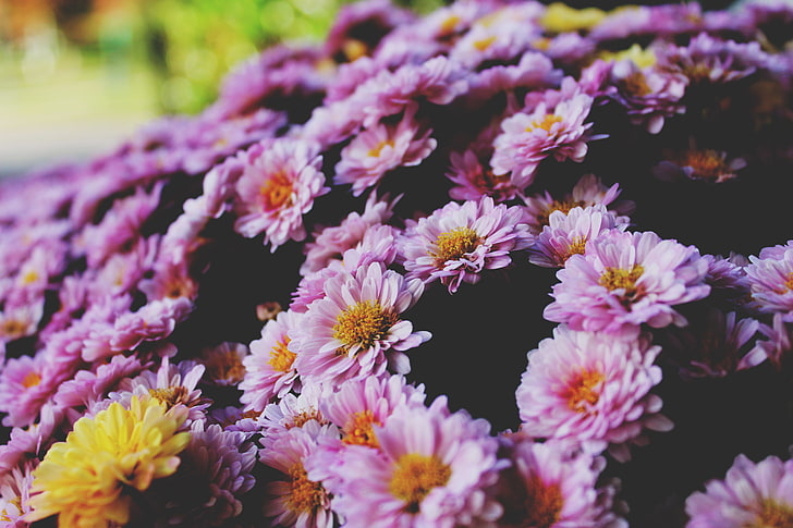 fioletowe kwiaty z płatkami, kwiaty, płatki, liliowy, Tapety HD