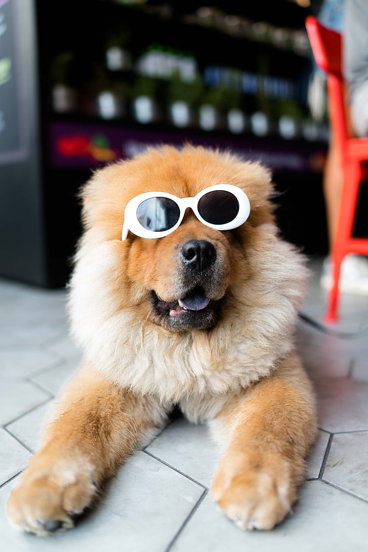 adult brown chow chow, chow-chow, dog, muzzle, glasses, cool, HD wallpaper