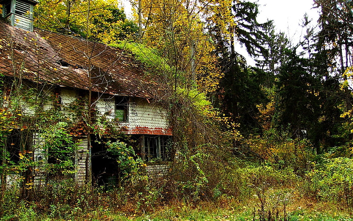 белый дом в окружении деревьев, руины, одни, заброшенные, дом, HD обои