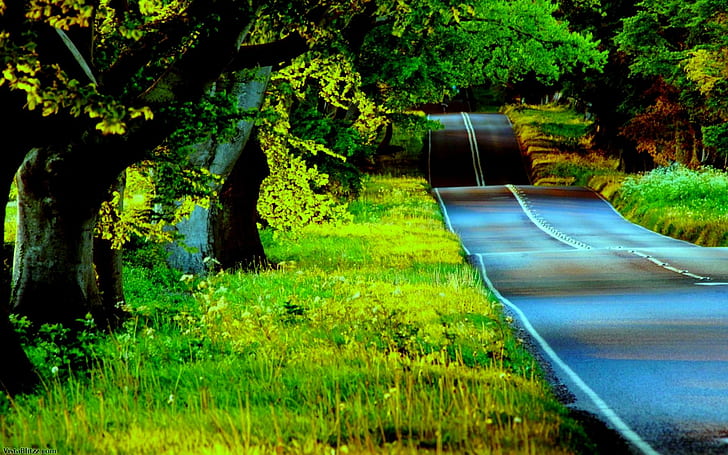 Wavy Forest Road, wavy, forest, humps, road, nature and landscapes, HD wallpaper