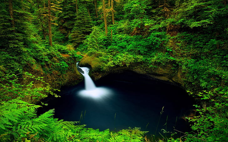Punch Bowl Falls Columbia River In Oregon Usa Green Forest Pine Trees Ferns Rocks With Green Moss Pool With Water Desktop Wallpaper Hd Free Download 2560×1600, HD wallpaper