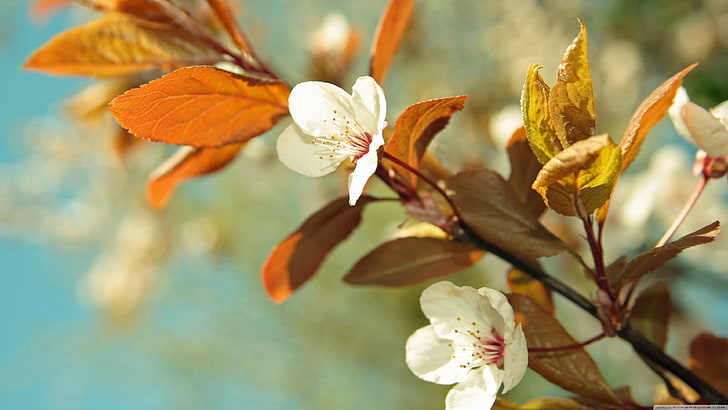 deux fleurs pétales blanches, nature, fleurs, plantes, branche, Fond d'écran HD