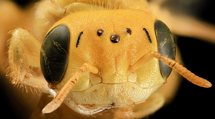 Macro de cabeça de abelha amarela, animais, insetos, amarelo, inseto, abelhas, aculeata, andrenidae, antophila, apoidea, artrópode, artrópode, artrópodes, droege, himenópteros, stackshot, zerenestacker, biml, polinizador, polinizadores, empacotador, paraguai, arhysosage, HD papel de parede