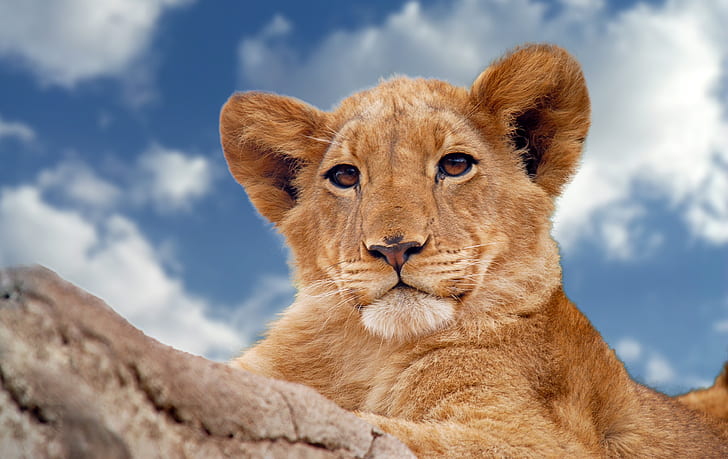 the sky, look, wild cat, lion, young lion, HD wallpaper