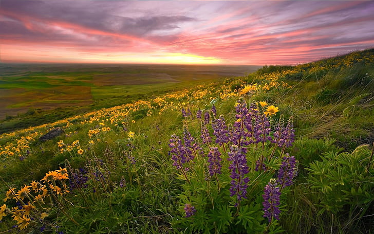 幻想的な春の景色、黄色と紫の花、 HDデスクトップの壁紙