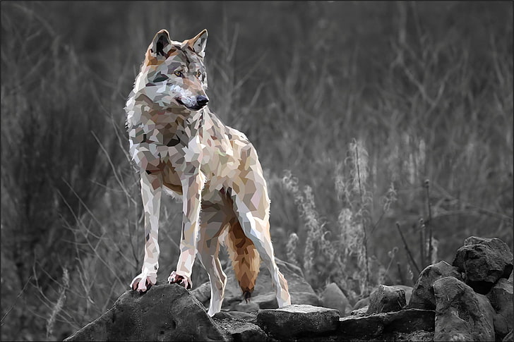 brown fox poster, wolf, nature, animals, selective coloring, HD wallpaper