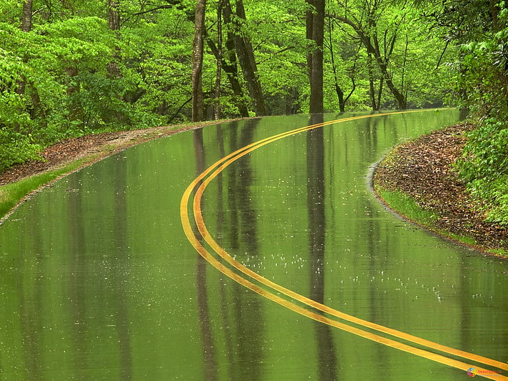 forest, rain, roads, trees, wet, HD wallpaper