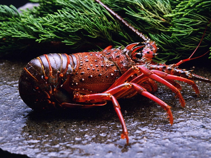 animals, lobsters, crustaceans, HD wallpaper
