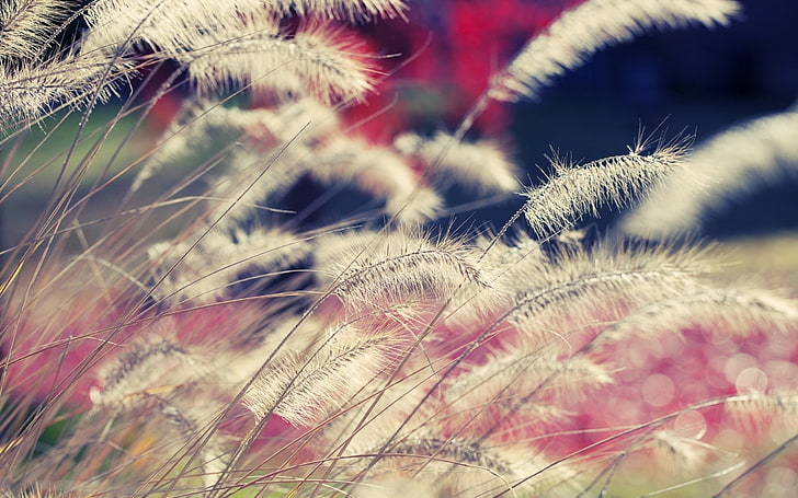 weiße Rohrkolbenpflanzen, Gras, Wind, trocken, HD-Hintergrundbild